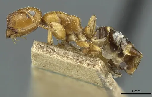 Colobopsis loa - CASENT0911628