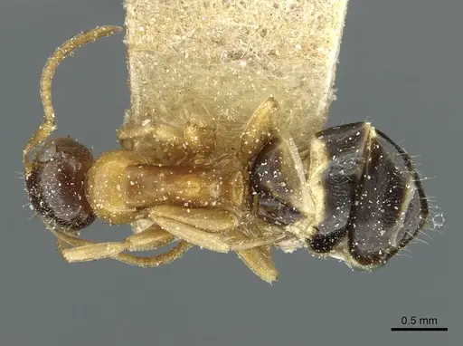 Colobopsis loa - CASENT0911629