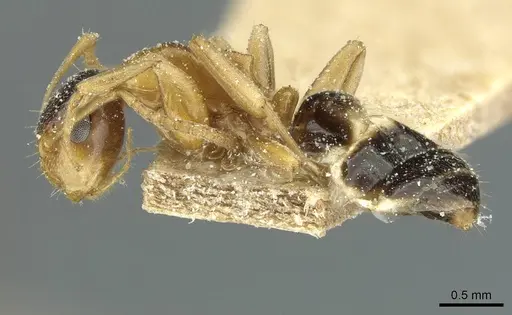 Colobopsis loa - CASENT0911629