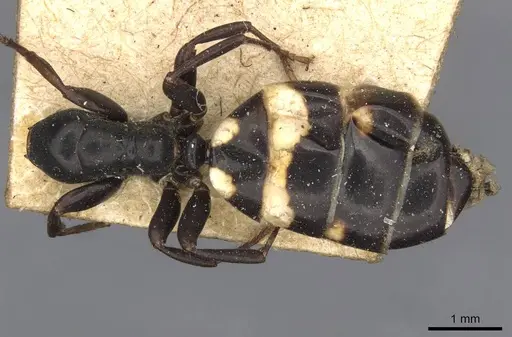 Colobopsis longi specimen