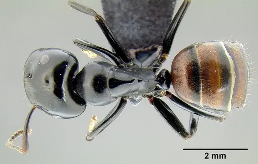 Colobopsis maafui specimen