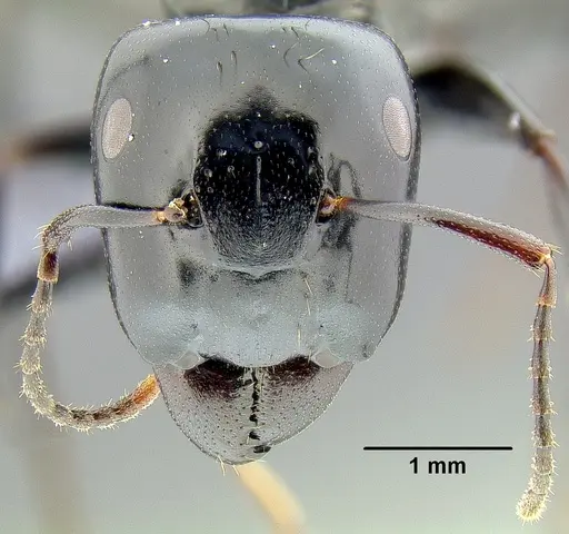 Colobopsis maafui specimen