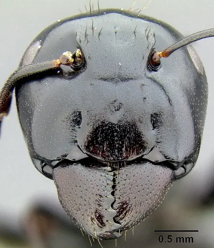 Colobopsis maafui specimen