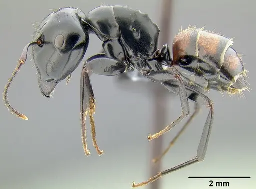 Colobopsis maafui - CASENT0171160