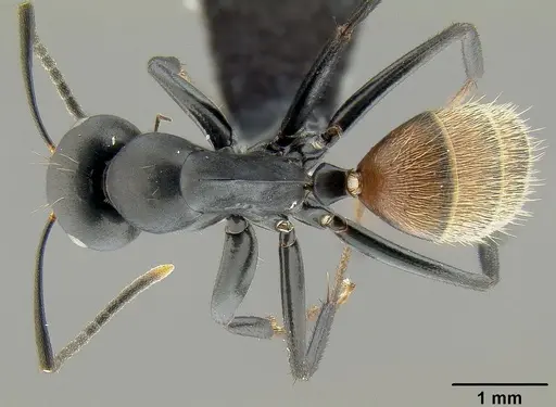 Colobopsis maafui - CASENT0171161