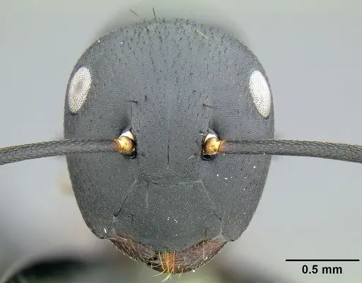 Colobopsis maafui - CASENT0171161