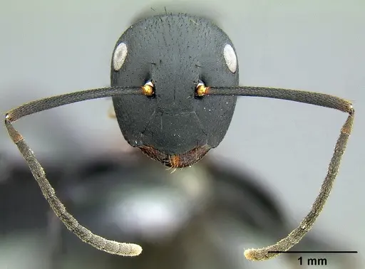Colobopsis maafui - CASENT0171161