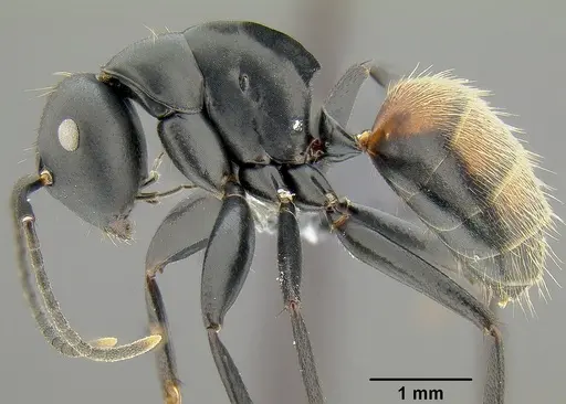 Colobopsis maafui - CASENT0171161