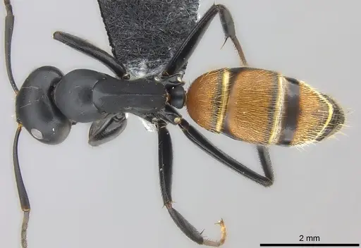 Colobopsis maafui - CASENT0180410