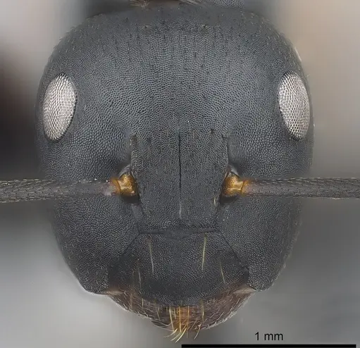 Colobopsis maafui - CASENT0180410