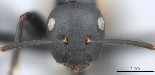 Colobopsis maafui - CASENT0180410