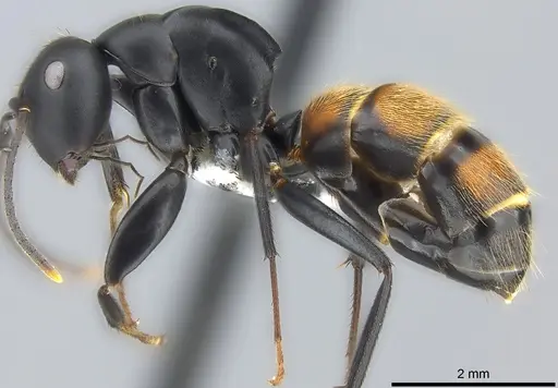 Colobopsis maafui - CASENT0180410