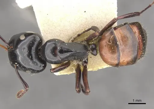 Colobopsis maafui - CASENT0910568