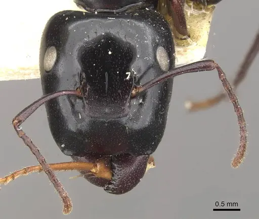 Colobopsis maafui - CASENT0910568