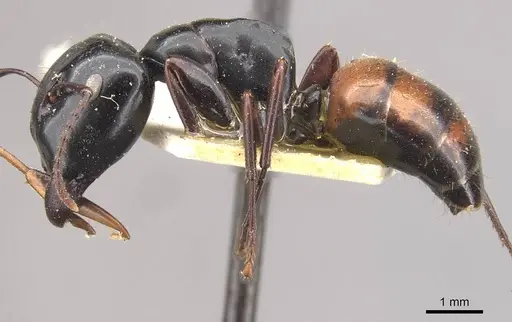 Colobopsis maafui - CASENT0910568