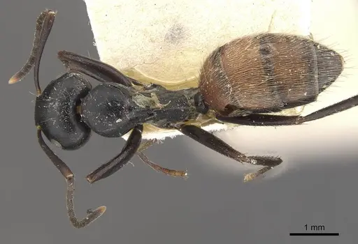 Colobopsis maafui - CASENT0910569