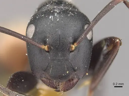 Colobopsis maafui - CASENT0910569