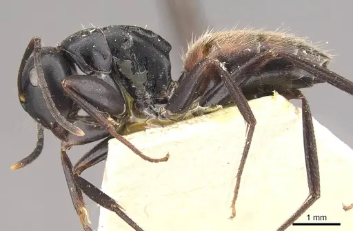 Colobopsis maafui - CASENT0910569