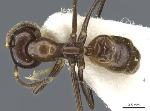 Colobopsis macarangae specimen