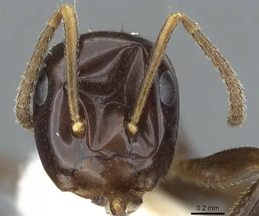 Colobopsis macarangae specimen
