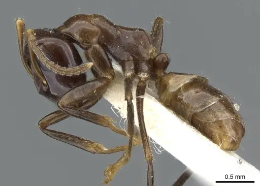 Colobopsis macarangae specimen