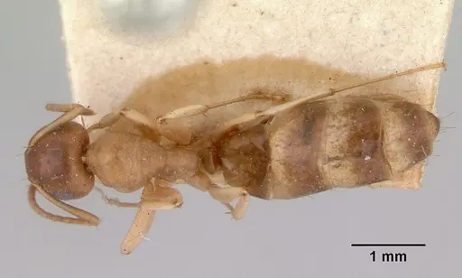 Colobopsis macrocephala specimen