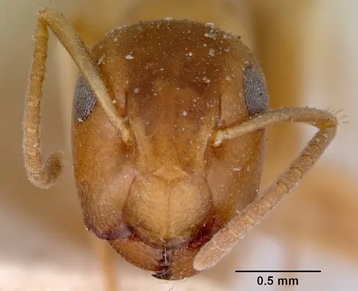 Colobopsis macrocephala specimen