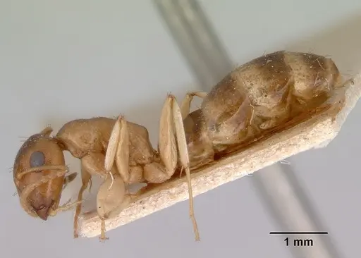 Colobopsis macrocephala specimen