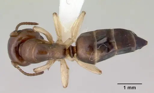 Colobopsis macrocephala - CASENT0172179