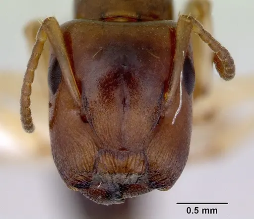 Colobopsis macrocephala - CASENT0172179