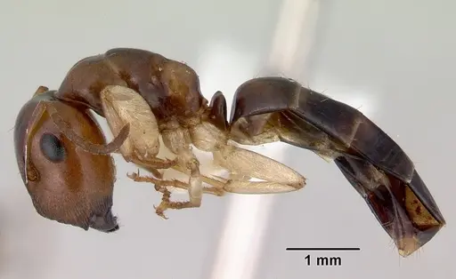 Colobopsis macrocephala - CASENT0172179