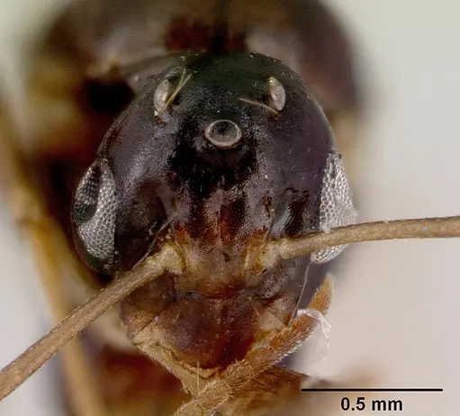 Colobopsis macrocephala - CASENT0172180