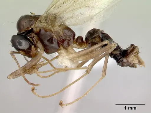 Colobopsis macrocephala - CASENT0172180