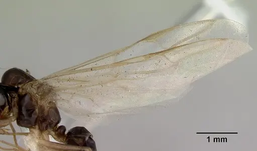 Colobopsis macrocephala - CASENT0172180