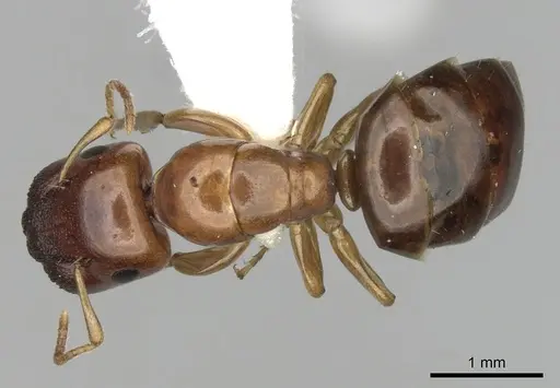 Colobopsis macrocephala - CASENT0280191