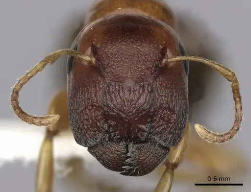 Colobopsis macrocephala - CASENT0280191