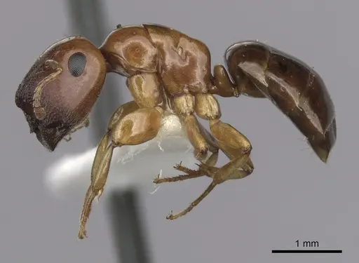 Colobopsis macrocephala - CASENT0280191