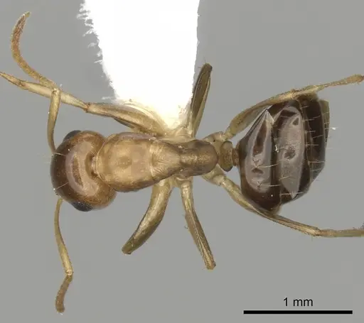 Colobopsis macrocephala - CASENT0280192