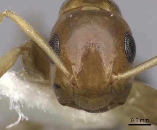 Colobopsis macrocephala - CASENT0280192