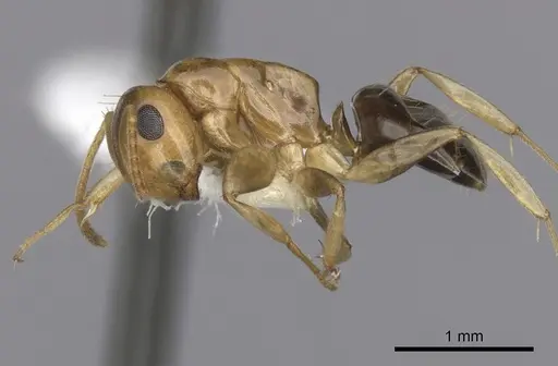 Colobopsis macrocephala - CASENT0280192