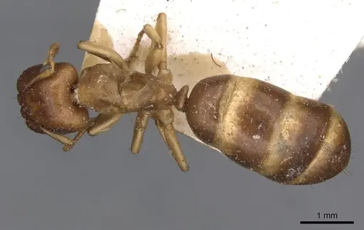 Colobopsis macrocephala - CASENT0910583