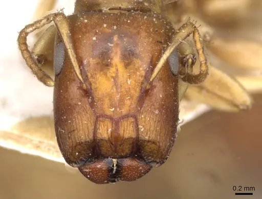 Colobopsis macrocephala - CASENT0910583
