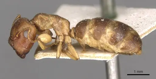 Colobopsis macrocephala - CASENT0910583