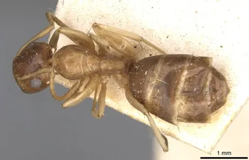 Colobopsis macrocephala - CASENT0910584