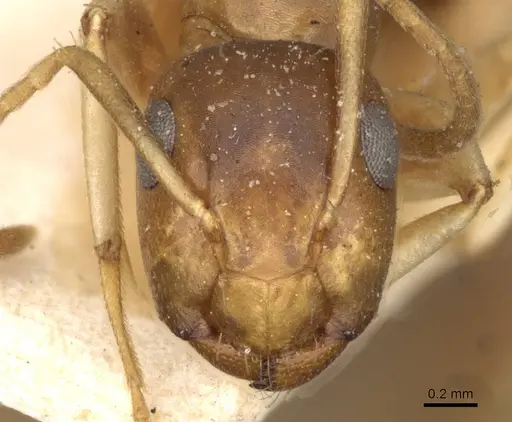 Colobopsis macrocephala - CASENT0910584