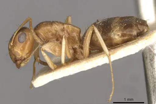 Colobopsis macrocephala - CASENT0910584