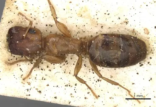 Colobopsis macrocephala - CASENT0910592