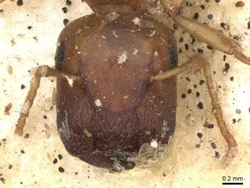 Colobopsis macrocephala - CASENT0910592