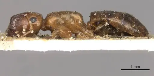 Colobopsis macrocephala - CASENT0910592