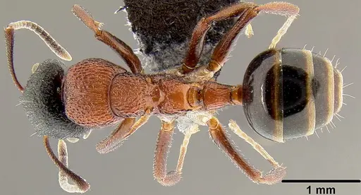 Colobopsis manni specimen